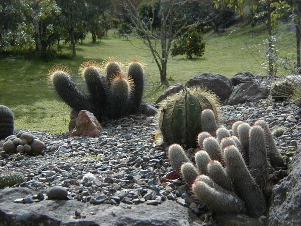 Australian Cacti