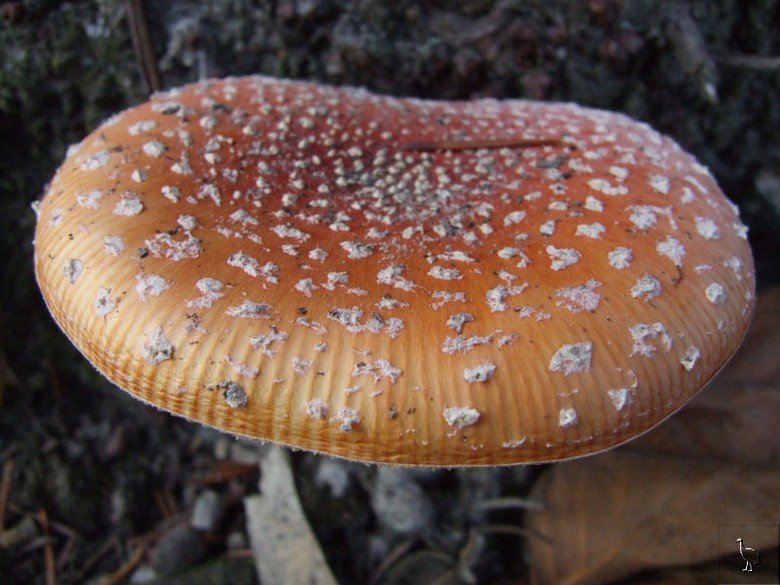 Fungi, New Zealand
