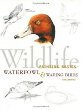 Wildlife Painting Basics Waterfowl & Wading Birds