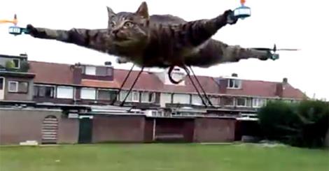 cat-drone