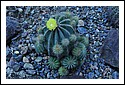 D7C_7008_cactus_garden.jpg