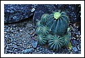 D7C_7014_cactus_garden.jpg