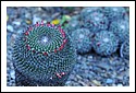 D7C_7017_cactus_garden.jpg
