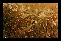 D7C_2854_wheat.jpg