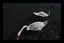 D7C_5187_swans.jpg