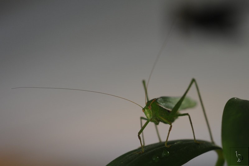 DSC_1127_grasshopper.jpg