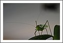 DSC_1127_grasshopper.jpg