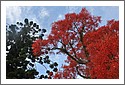D7C_2982_red_tree.jpg