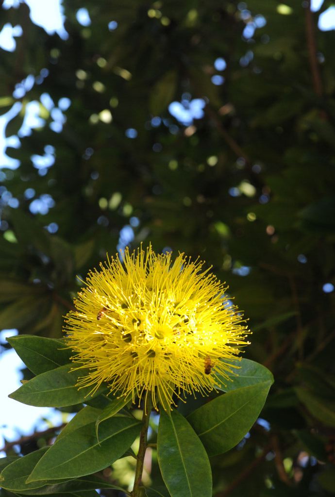 DSC_6374-Bee-Flower-Yellow.jpg