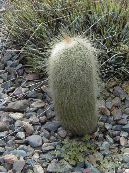Cactus_Garden_2002_Hairy_Cactus.jpg