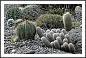 Cactus_Garden_2002_05.jpg