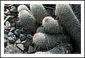 Cactus_Garden_2002_07.jpg