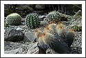 Cactus_Garden_2002_3.jpg