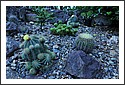 D7C_7010_cactus_garden.jpg