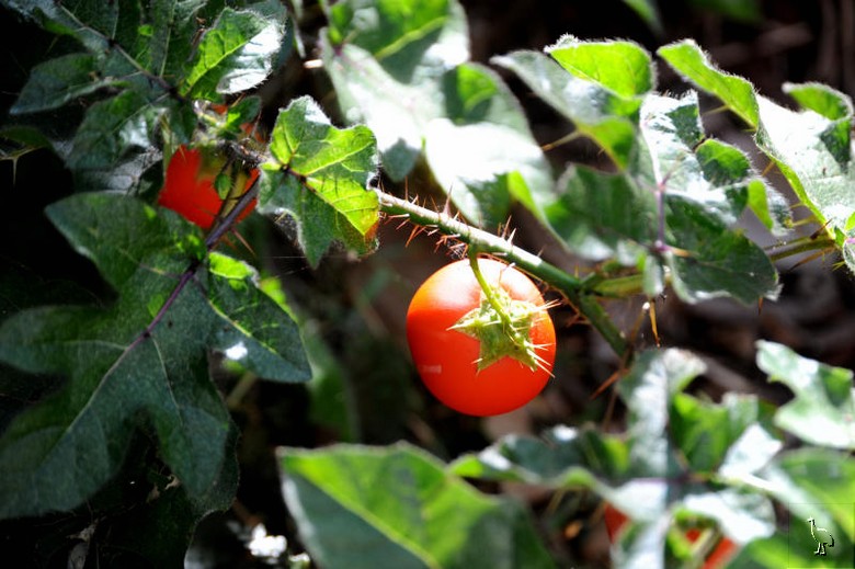 Thorny tomatolike fruit, Mt Chincogan NSW