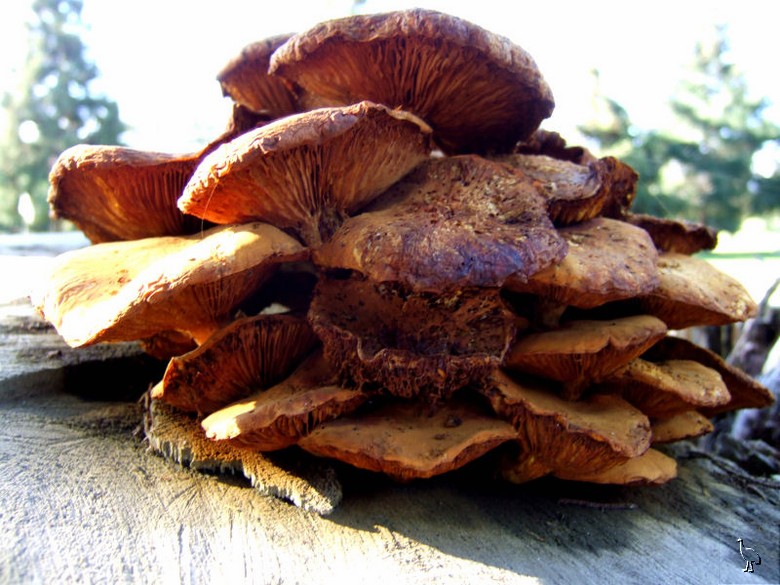 Fungi_DSCF2051.jpg