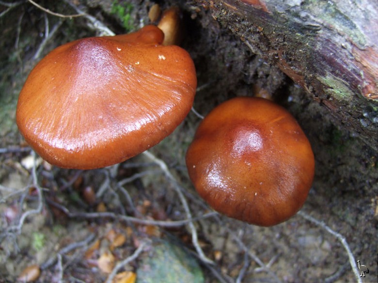 Fungi_NZ_DSCF1399.jpg