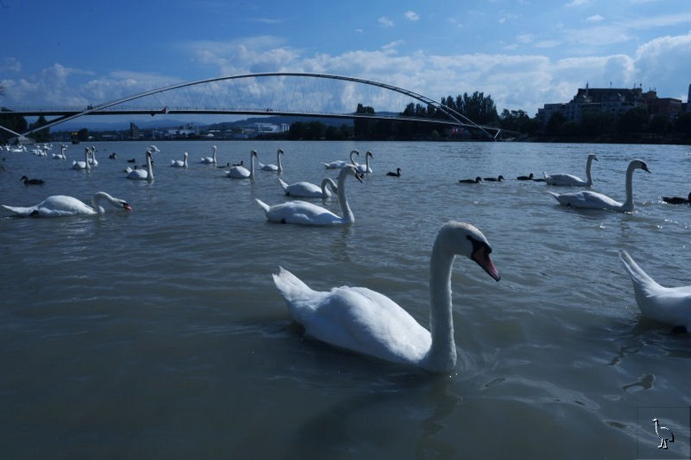 Swans_Rhine_D7C_4847.jpg