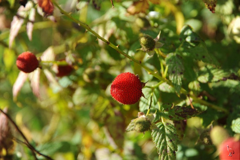 Wild_Raspberries.jpg