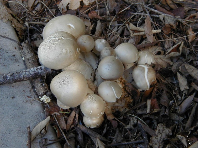 mushrooms.jpg