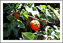 Thorny tomato-like fruit, Mt Chincogan NSW