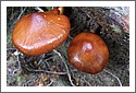 Fungi_NZ_DSCF1399.jpg