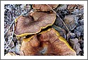 Fungi_NZ_DSCF1881.jpg