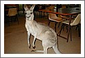 Kangaroo_Burketown.jpg