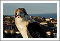 Kookaburra, Sydney