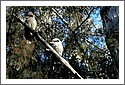 Kookaburras_Minion_Falls.jpg