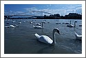 Swans_Rhine_D7C_4847.jpg