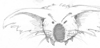 Sketch of dropbears, WA - Rick Russell