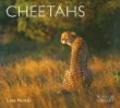 Cheetahs (WLL)