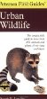 Peterson First Guide to Urban Wildlife (Peterson First Guide)