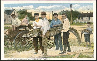 Alligator Postcard