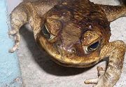 Bufo Marinus - A Cane Toad Called Alan